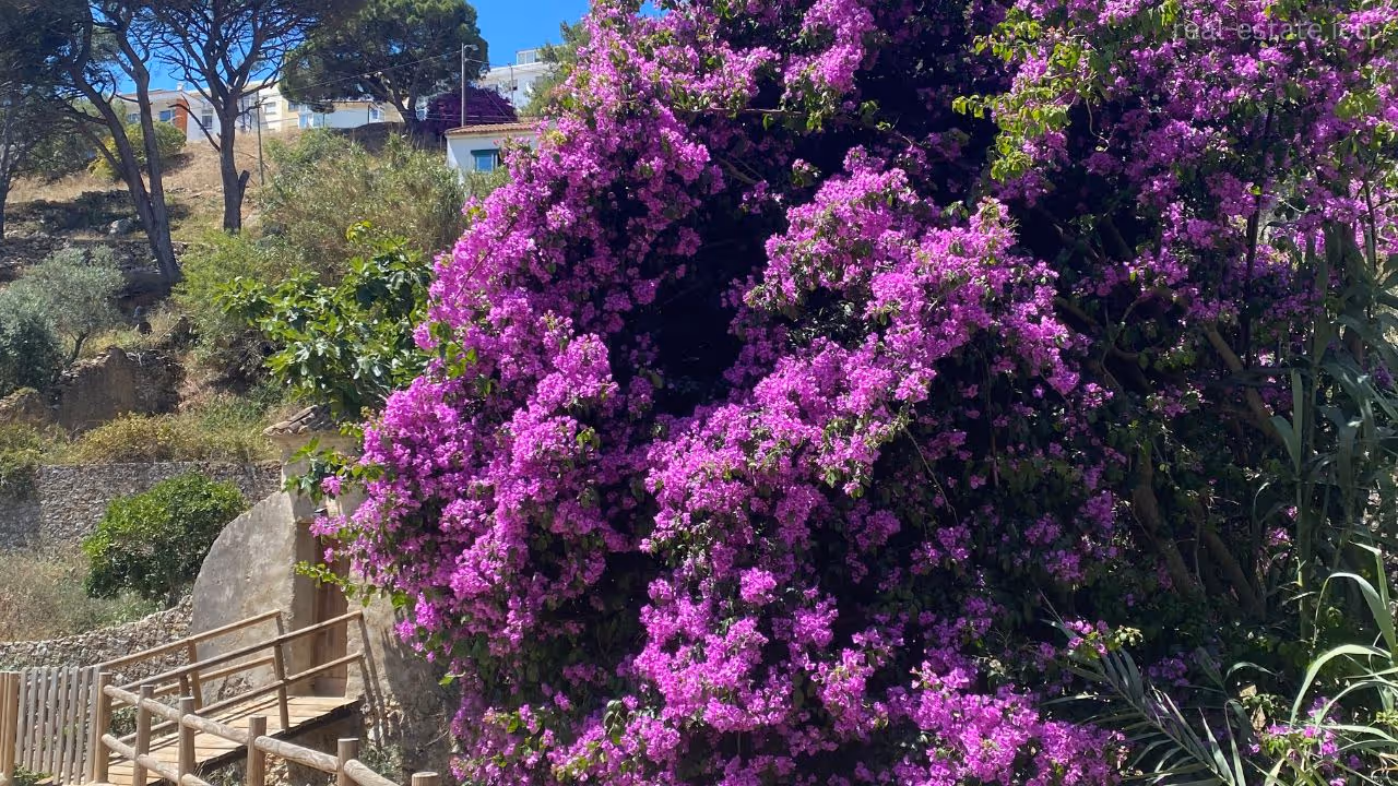 Alcabideche: Where Suburban Life Meets Nature